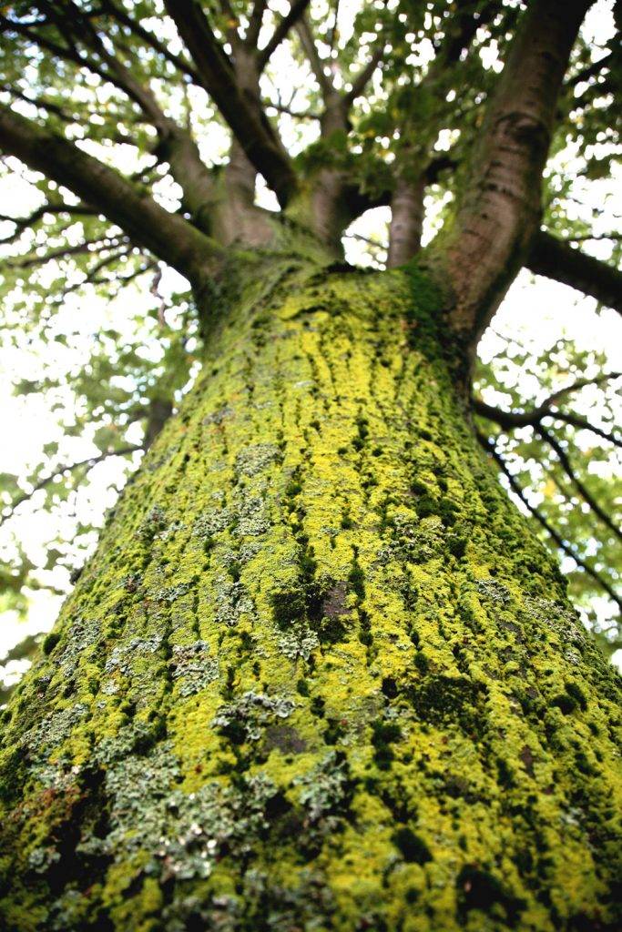 Coopération dans le Vivant tronc d'abre et lichen